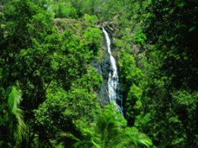 Kondalilla National Park - Sunshine Coast Tourism