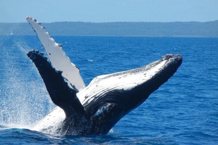 Mooloolaba Whale Watching Tour - Sunshine Coast Tourism